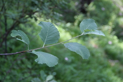 Sorbus kuznetzovii