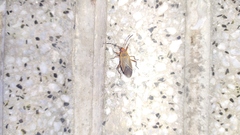 Dysdercus