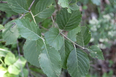Sorbus kuznetzovii