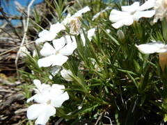 Phlox multiflora