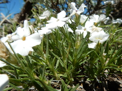 Phlox multiflora