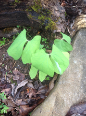 Jeffersonia diphylla