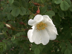 Rosa fedtschenkoana