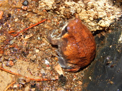 Breviceps mossambicus