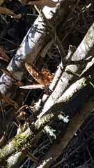 Paralethe dendrophilus