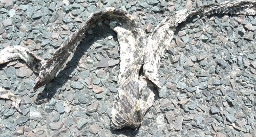 Eastern Foxsnake