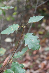 Karpatiosorbus tauricola