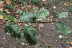 Karpatiosorbus tauricola