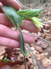 Uvularia perfoliata