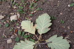 Karpatiosorbus tauricola