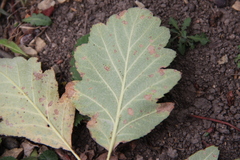 Karpatiosorbus tauricola