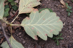 Karpatiosorbus tauricola