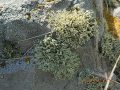 Ramalina capitata