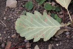 Karpatiosorbus tauricola