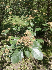 Karpatiosorbus tauricola