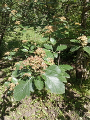 Karpatiosorbus tauricola