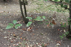 Karpatiosorbus tauricola