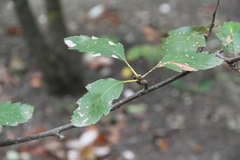 Karpatiosorbus tauricola