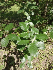 Karpatiosorbus tauricola