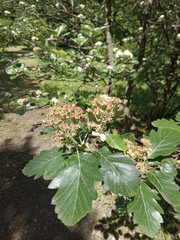 Karpatiosorbus tauricola