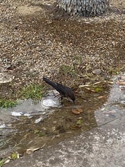 Quiscalus mexicanus