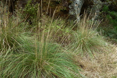 Muhlenbergia macroura