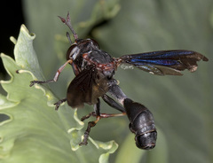 Physocephala floridana