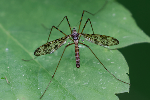 Epiphragma ocellare nuotrauka