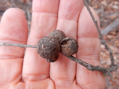 Disholcaspis pruniformis