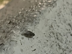Musca domestica