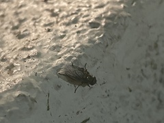 Musca domestica