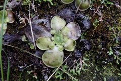 Pinguicula moranensis