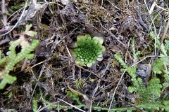 Pinguicula moranensis