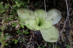 Pinguicula moranensis