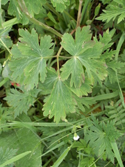 Aquilegia atrovinosa