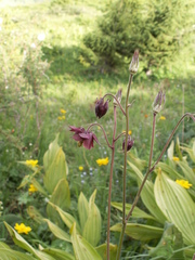 Aquilegia atrovinosa