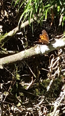 Paralethe dendrophilus