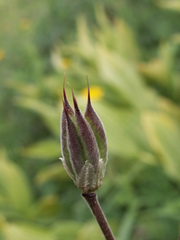 Aquilegia atrovinosa
