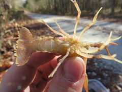 Procambarus lewisi