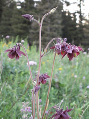 Aquilegia atrovinosa