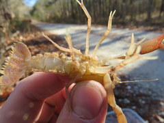 Procambarus lewisi