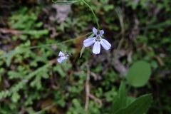 Lobelia nana