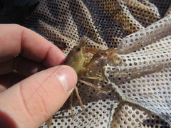 Procambarus lewisi