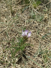Astragalus agrestis
