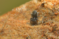 Nurscia albomaculata