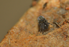 Nurscia albomaculata