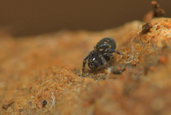 Nurscia albomaculata