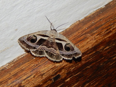 Cometaster pyrula