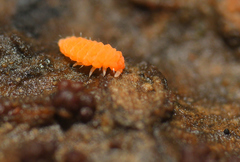 Bilobella aurantiaca