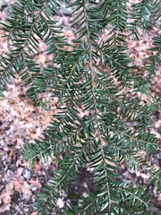 Tsuga canadensis
